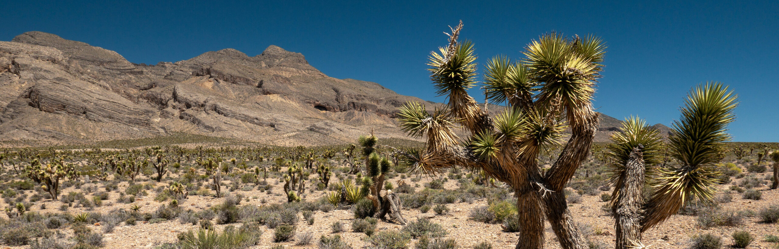 Great Basin Anthropological Association – Home of the Great Basin ...